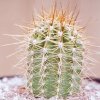 Helianthocereus_escayachensis